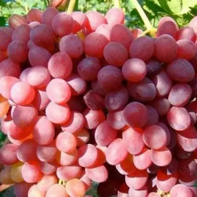 Виноград КИШМИШ КРАСНЫЙ в Самохваловичи