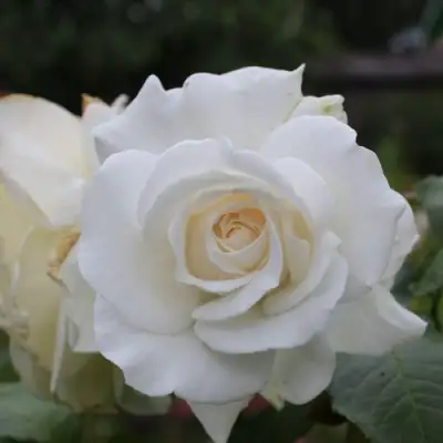 Роза АНАСТАСИЯ чайно-гибридная в Самохваловичи