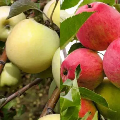 Комплект ЯБЛОЧНЫЙ ТАНДЕМ в Самохваловичи