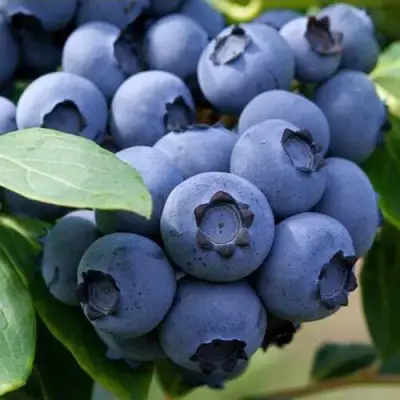 Голубика СПАРТАН в Самохваловичи