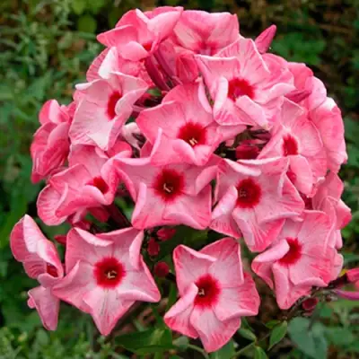 саженцы флокса