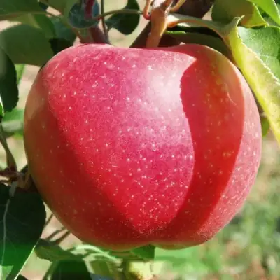 Яблоня ЭЛИЗА в Самохваловичи