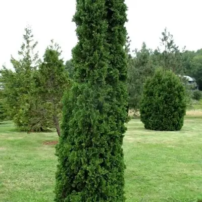 Туя ДЕГРУТ СПАЙР западная в Самохваловичи