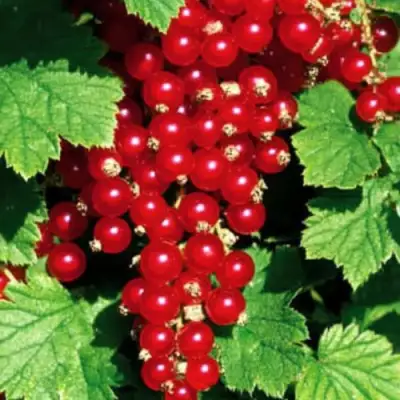 Смородина красная РЕД ЛЕЙК в Самохваловичи