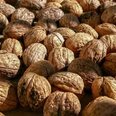 Грецкий орех ПИНСКИЙ в Самохваловичи