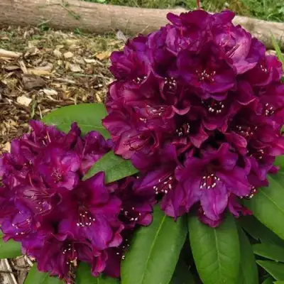 Рододендрон ПОЛАРНАХТ в Самохваловичи