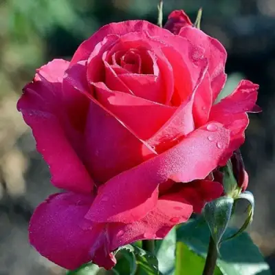 Роза ВИЕН РОУЗ чайно-гибридная в Самохваловичи