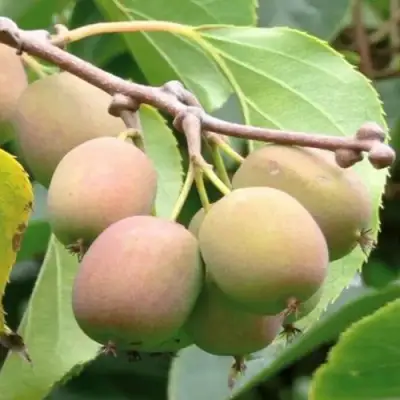 Актинидия ГИБРИДНАЯ КОЛБАСИНОЙ в Самохваловичи