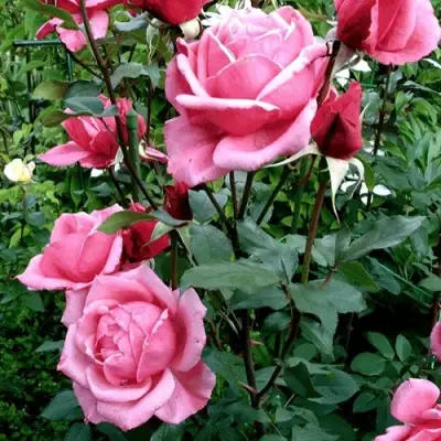 Роза ЭЙФЕЛЕВА БАШНЯ чайно-гибридная в Самохваловичи