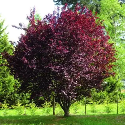 Слива НИГРА растопыреная в Самохваловичи