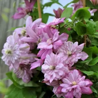 Клематис ИННОСЕНТ ГЛАНС в Самохваловичи