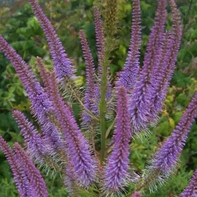 Вероникаструм ФАСЦИНЕЙШН в Самохваловичи