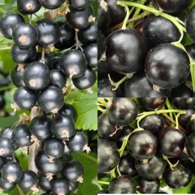 Комплект ЧЕРНАЯ СИЛА в Самохваловичи