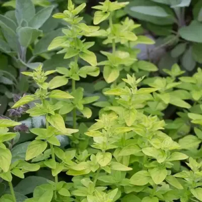 Душица ТАМБЛС ВАРИЕТИ обыкновенная в Самохваловичи