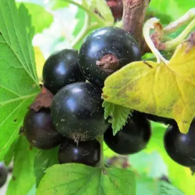 Смородина чёрная КАТЮША в Самохваловичи