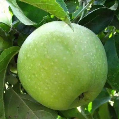 Яблоня СЕМИРЕНКОВЕЦ в Самохваловичи