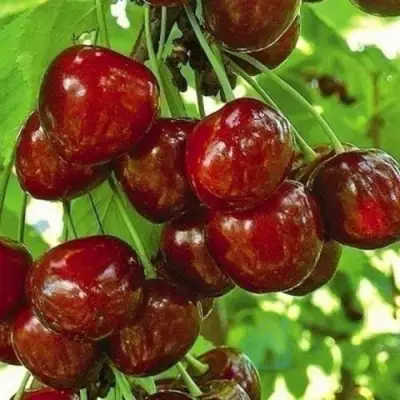 Черешня БУРЛАТ в Самохваловичи