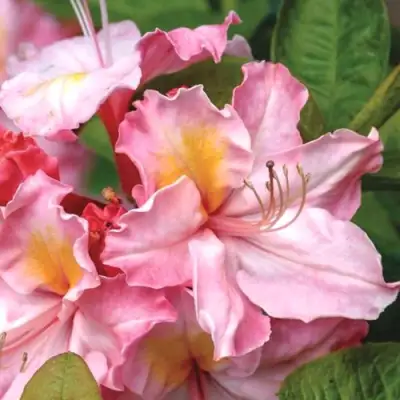 Азалия СЕССИЛЬ листопадная в Самохваловичи