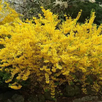 Форзиция ГОЛДЗАУБЕР средняя в Самохваловичи