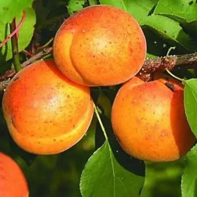 Абрикос СПАДЧЫНА в Самохваловичи