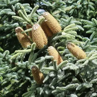 Пихта благородная в Самохваловичи