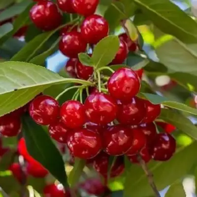 Вишня ГИРЛЯНДА в Самохваловичи