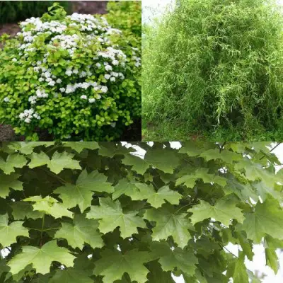 Комплект ЗЕЛЕНЫЙ ОАЗИС в Самохваловичи