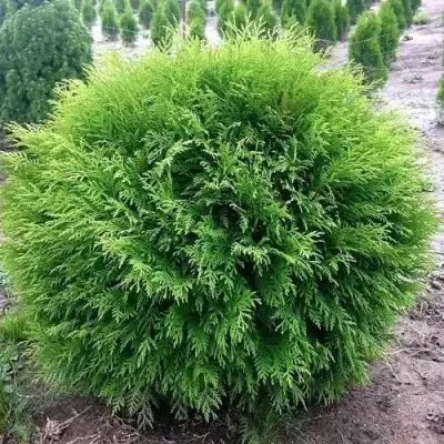 Туя ЛИТЛ ЧЕМПИОН западная в Самохваловичи