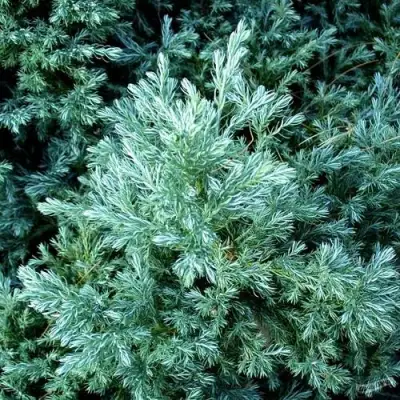 Кипарисовик БУЛЕВАРД горохоплодный в Самохваловичи