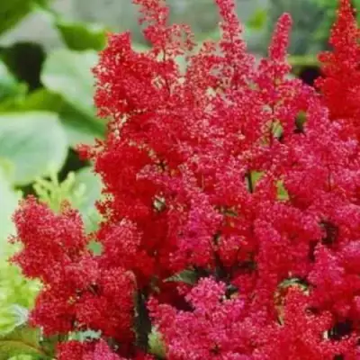 Астильба ЭТНА Арендса в Самохваловичи