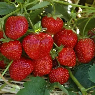 Клубника ЗЕНГА-ЗЕНГАНА в Самохваловичи