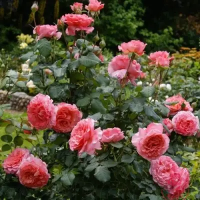 Роза ЛОРАН КАБРОЛЬ шраб в Самохваловичи