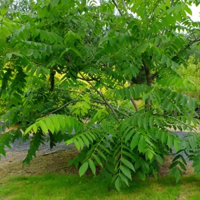 Орех МАНЬЧЖУРСКИЙ в Самохваловичи