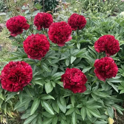 Пион ГАЛАКТИКА травянистый в Самохваловичи