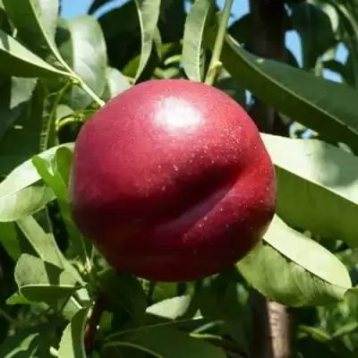 Нектарин БИГ-ТОП в Самохваловичи