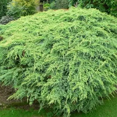 Можжевельник ХОЛГЕР чешуйчатый в Самохваловичи