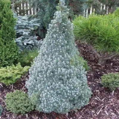 Ель САНДЕРС БЛЮ канадская в Самохваловичи