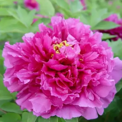 Пион ЛИЛОВАЯ ФАНТАЗИЯ древовидный в Самохваловичи