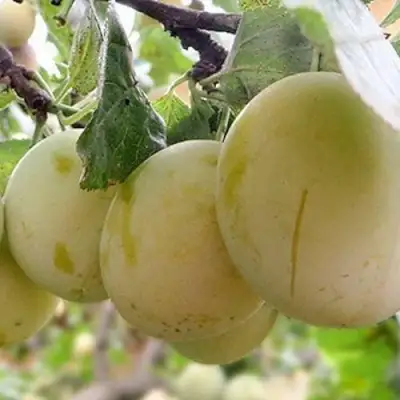 Слива УТРО в Самохваловичи