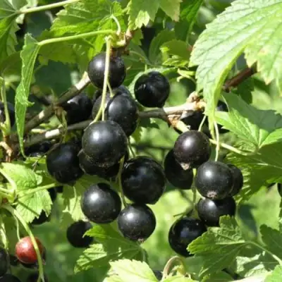 Смородина чёрная ПАМЯТЬ ВАВИЛОВА в Самохваловичи