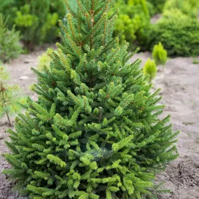 Ель КОМПАКТА обыкновенная в Самохваловичи