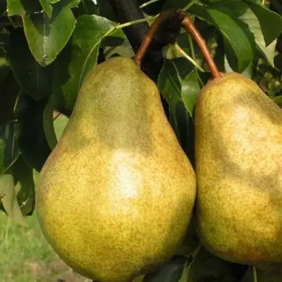 Груша СИЛЬВА в Самохваловичи