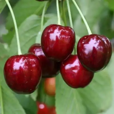 Черешня ВАЛЕРИЙ ЧКАЛОВ в Самохваловичи