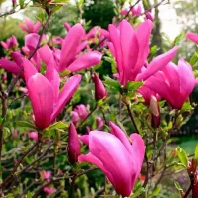 Магнолия СЬЮЗАН в Самохваловичи