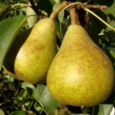 Груша ГЕНЕРАЛ ЛЕКЛЕРК в Самохваловичи