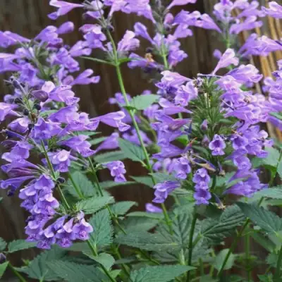 Котовник БЛЮ ДРИМС полусидячий в Самохваловичи