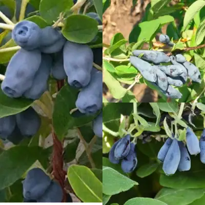 Комплект СЕВЕРНЫЕ ВИТАМИНЫ в Самохваловичи