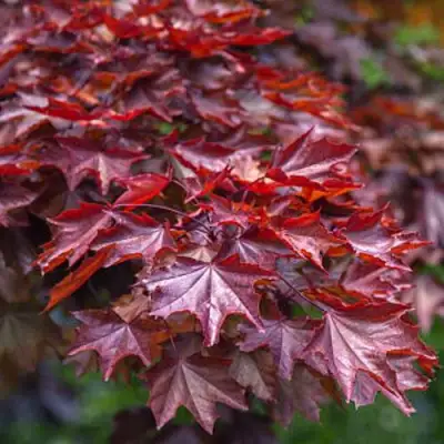 Клен КРИМСОН КИНГ остролистный в Самохваловичи