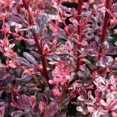 Барбарис АРЛЕКИН тунберга в Самохваловичи