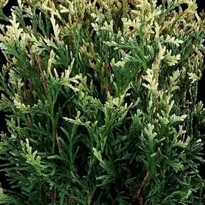 Туя ГОЛД ПЕРЛ западная в Самохваловичи